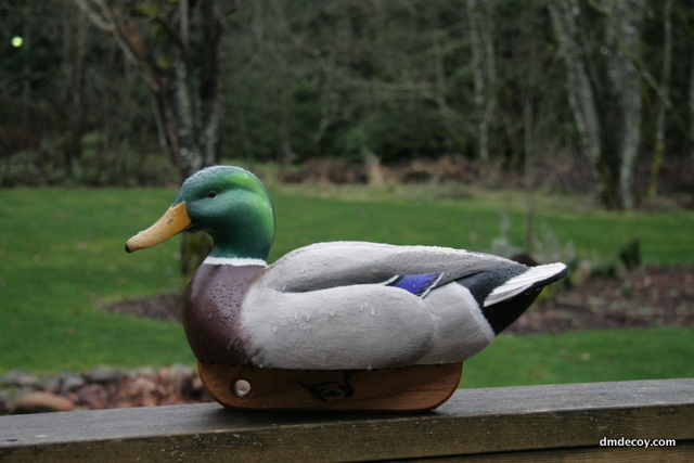 Mallard in the rain