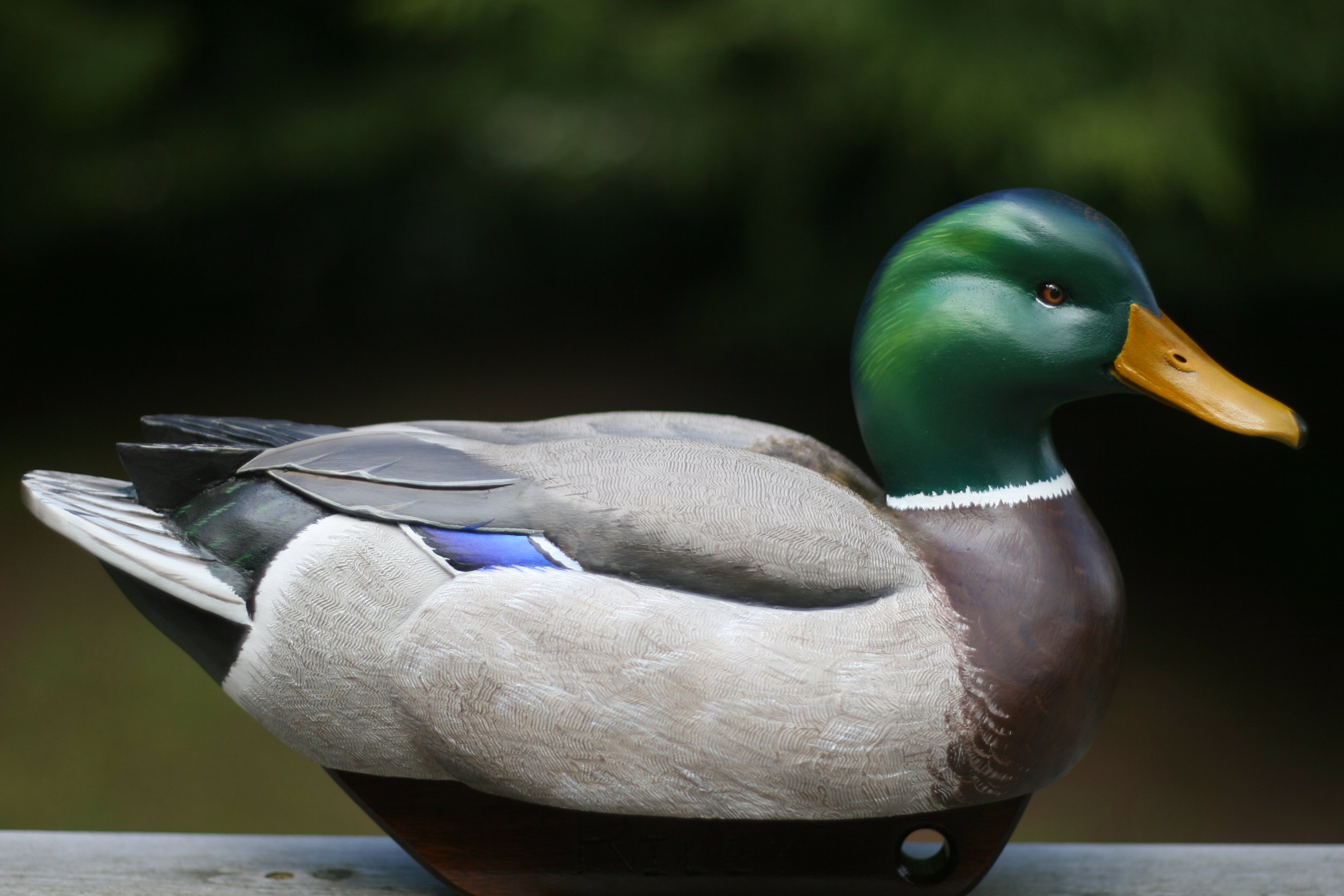 Contemporary Mallard Drake
