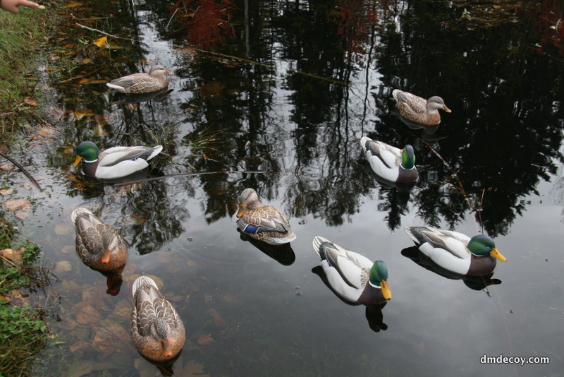 Mallard decoy