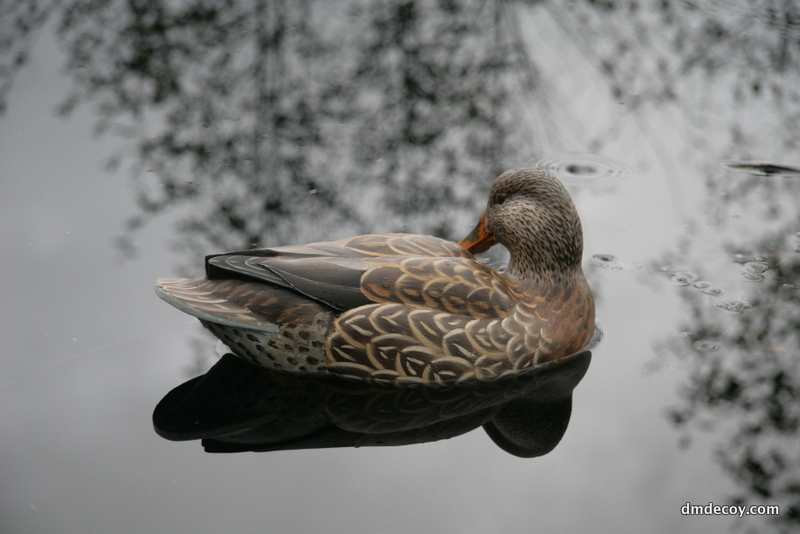 Mallard decoy
