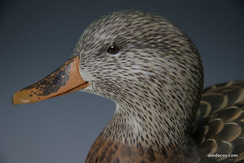 Mallard drake, portrait