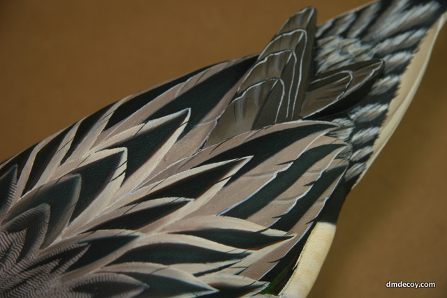 Cedar pintail, feather detail