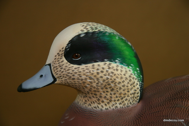 Widgeon head detail